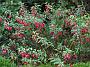 Fuchsia Bermisser Hardy
